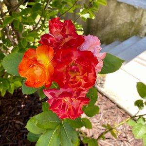 Meet your Posher, Malgo